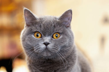 beautiful portrait of a British Shorthair lilac. the cat looks and waits. playful cat waiting for a toy. for decoration and design